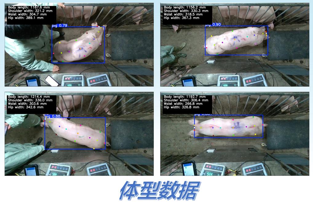 3D体型选育示意图